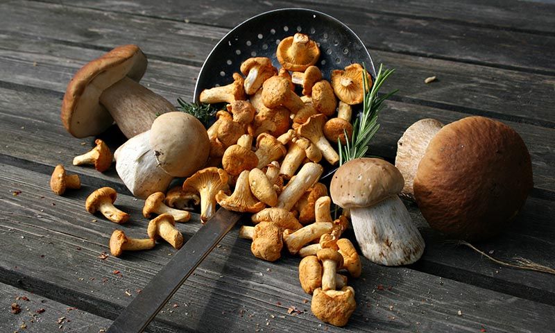 las setas melodía verduras ahora proteinas